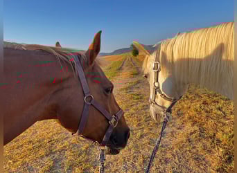 American Quarter Horse, Klacz, 20 lat, 159 cm, Kasztanowata