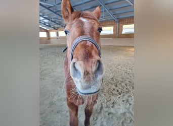 American Quarter Horse, Klacz, 21 lat, 153 cm