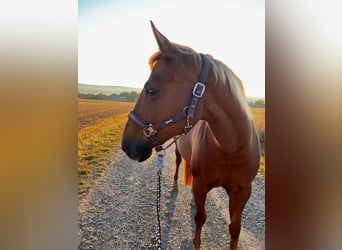 American Quarter Horse, Klacz, 21 lat, 159 cm, Kasztanowata