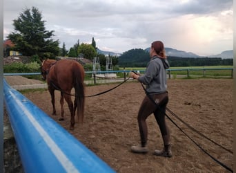 American Quarter Horse, Klacz, 22 lat, 153 cm