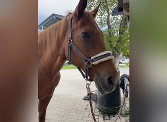 American Quarter Horse, Klacz, 22 lat, 153 cm