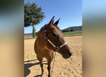 American Quarter Horse, Klacz, 22 lat, 155 cm, Bułana