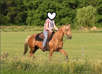 American Quarter Horse, Klacz, 23 lat, 145 cm, Izabelowata