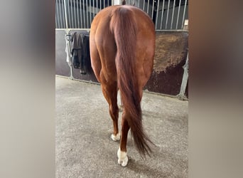 American Quarter Horse, Klacz, 24 lat, 149 cm, Kasztanowata