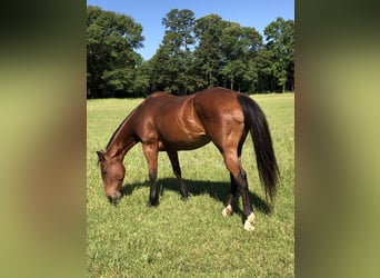 American Quarter Horse, Klacz, 25 lat, 152 cm, Ciemnogniada