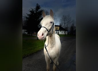 American Quarter Horse, Klacz, 2 lat, 140 cm, Cremello