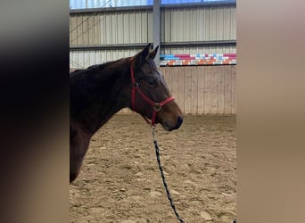 American Quarter Horse, Klacz, 2 lat, 140 cm, Gniada