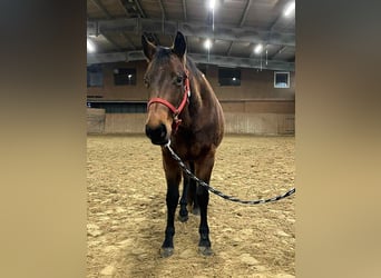 American Quarter Horse, Klacz, 2 lat, 140 cm, Gniada