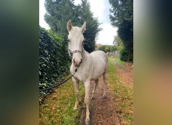 American Quarter Horse, Klacz, 2 lat, 140 cm, Izabelowata