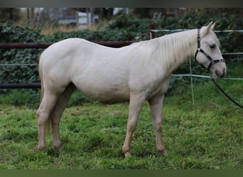 American Quarter Horse, Klacz, 2 lat, 140 cm, Izabelowata