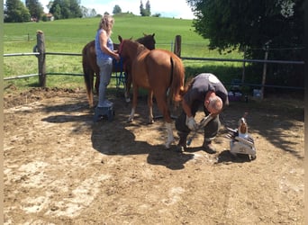 American Quarter Horse, Klacz, 2 lat, 140 cm, Kasztanowata