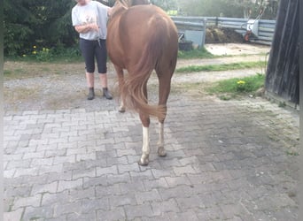 American Quarter Horse, Klacz, 2 lat, 140 cm, Kasztanowata