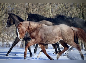 American Quarter Horse, Klacz, 2 lat, 140 cm, Kasztanowatodereszowata