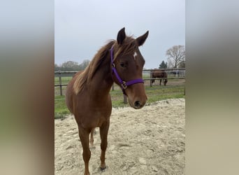 American Quarter Horse, Klacz, 2 lat, 142 cm, Ciemnokasztanowata