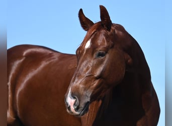 American Quarter Horse, Klacz, 2 lat, 142 cm, Cisawa