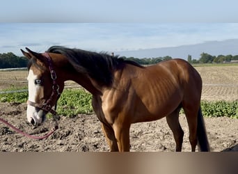 American Quarter Horse, Klacz, 2 lat, 142 cm, Gniada
