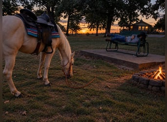 American Quarter Horse, Klacz, 2 lat, 142 cm, Izabelowata