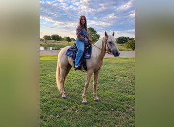 American Quarter Horse, Klacz, 2 lat, 142 cm, Izabelowata