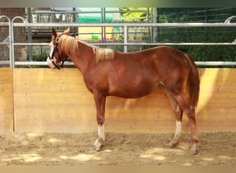 American Quarter Horse, Klacz, 2 lat, 142 cm, Kasztanowata