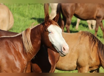 American Quarter Horse, Klacz, 2 lat, 142 cm, Kasztanowata