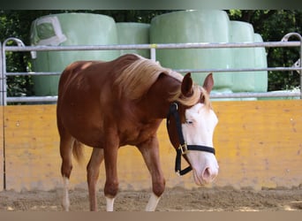 American Quarter Horse, Klacz, 2 lat, 142 cm, Kasztanowata