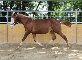 American Quarter Horse, Klacz, 2 lat, 142 cm, Kasztanowata