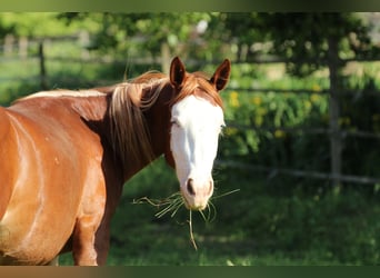 American Quarter Horse, Klacz, 2 lat, 142 cm, Kasztanowata