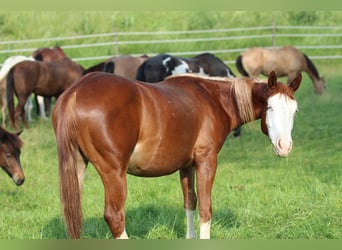 American Quarter Horse, Klacz, 2 lat, 142 cm, Kasztanowata