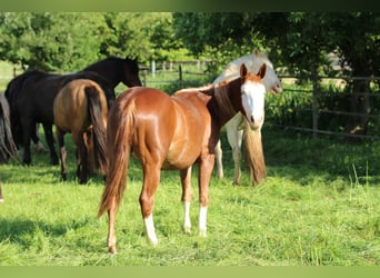 American Quarter Horse, Klacz, 2 lat, 142 cm, Kasztanowata