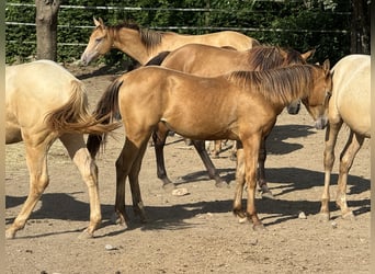 American Quarter Horse, Klacz, 2 lat, 143 cm, Szampańska