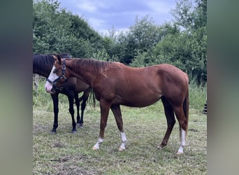 American Quarter Horse, Klacz, 2 lat, 144 cm, Kasztanowata