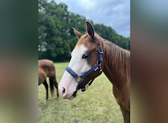 American Quarter Horse, Klacz, 2 lat, 144 cm, Kasztanowata