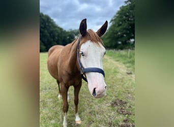 American Quarter Horse, Klacz, 2 lat, 144 cm, Kasztanowata