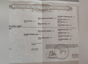 American Quarter Horse, Klacz, 2 lat, 144 cm, Kasztanowata