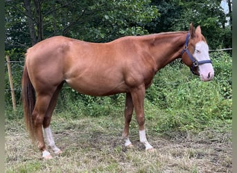 American Quarter Horse, Klacz, 2 lat, 144 cm, Kasztanowata