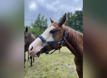 American Quarter Horse, Klacz, 2 lat, 144 cm, Kasztanowata