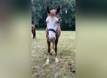 American Quarter Horse, Klacz, 2 lat, 144 cm, Kasztanowata