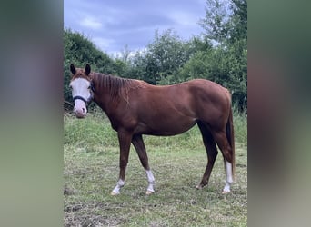 American Quarter Horse, Klacz, 2 lat, 144 cm, Kasztanowata