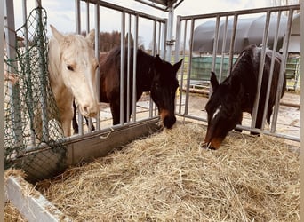 American Quarter Horse, Klacz, 2 lat, 145 cm, Bułana