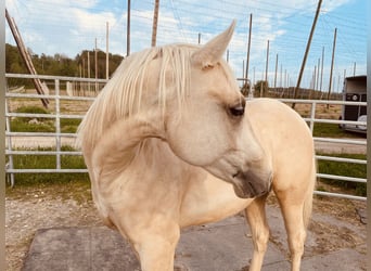 American Quarter Horse, Klacz, 2 lat, 145 cm, Bułana