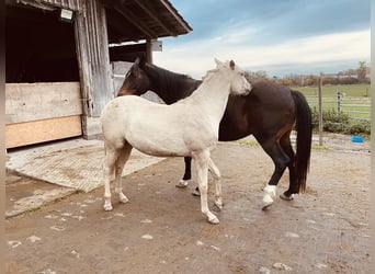 American Quarter Horse, Klacz, 2 lat, 145 cm, Bułana