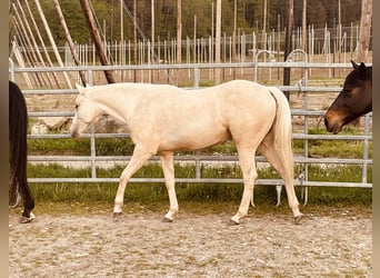 American Quarter Horse, Klacz, 2 lat, 145 cm, Bułana