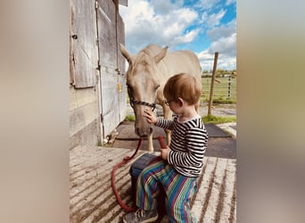 American Quarter Horse, Klacz, 2 lat, 145 cm, Bułana