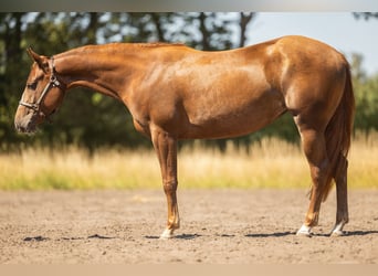 American Quarter Horse, Klacz, 2 lat, 145 cm, Ciemnogniada