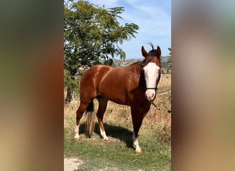 American Quarter Horse, Klacz, 2 lat, 145 cm, Cisawa