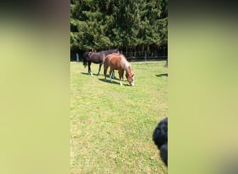 American Quarter Horse Mix, Klacz, 2 lat, 145 cm, Kasztanowata