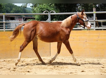 American Quarter Horse, Klacz, 2 lat, 145 cm, Kasztanowata