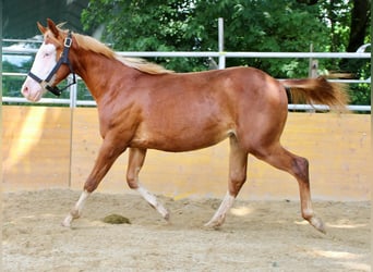 American Quarter Horse, Klacz, 2 lat, 145 cm, Kasztanowata