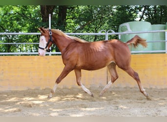 American Quarter Horse, Klacz, 2 lat, 145 cm, Kasztanowata