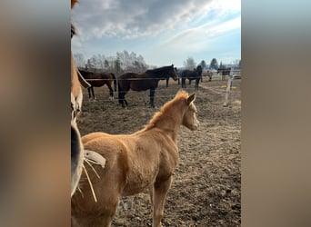 American Quarter Horse, Klacz, 2 lat, 145 cm, Szampańska